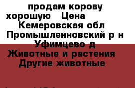 продам корову хорошую › Цена ­ 45 000 - Кемеровская обл., Промышленновский р-н, Уфимцево д. Животные и растения » Другие животные   